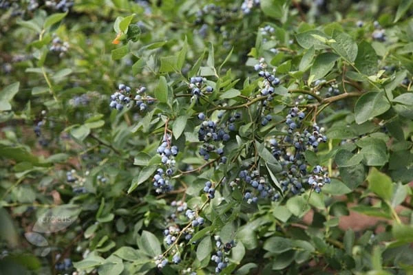 Blueberry 'Bluecrop' 2 Blueberry 'Bluecrop' - Image 2