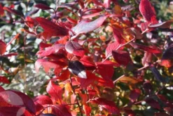 Blueberry 'Bluecrop' 10 Blueberry 'Bluecrop' -Perennials Sales pl0000001890 card3 lg