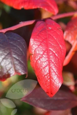 Blueberry 'Bluecrop' 11 Blueberry 'Bluecrop' -Perennials Sales pl0000001890 card4 lg