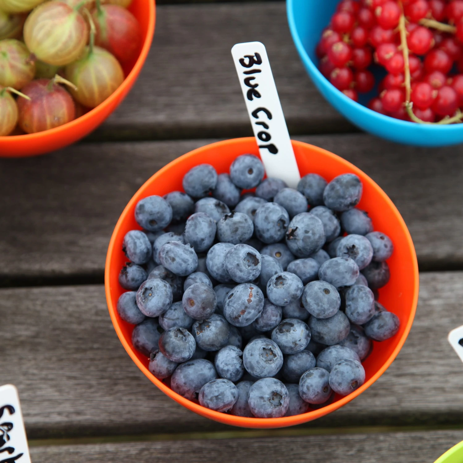 Blueberry 'Bluecrop' 6 Blueberry 'Bluecrop' - Image 6