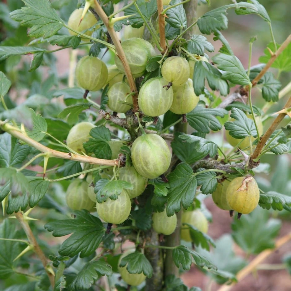 Gooseberry 'Invicta' 1 Gooseberry 'Invicta'
