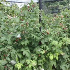 Raspberry 'Autumn Bliss' -Perennials Sales pl0000001947 card4 lg scaled