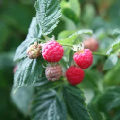 Raspberry 'Glen Ample' (PBR) 6 Raspberry 'Glen Ample' (PBR) -Perennials Sales pl0000001952 card3 lg scaled