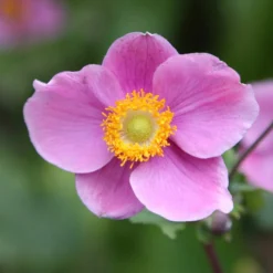 Anemone Hupehensis 'Hadspen Abundance'