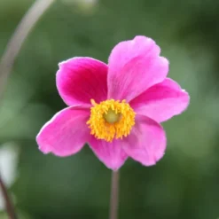 Anemone Hupehensis 'Hadspen Abundance' -Perennials Sales pl0000002459 card3 lg
