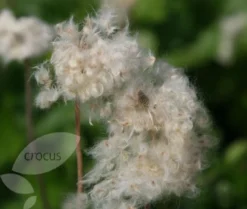 Anemone Hupehensis 'Hadspen Abundance' -Perennials Sales pl0000002459 card4 lg