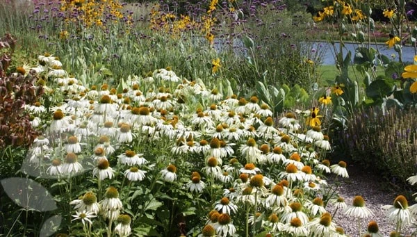 Echinacea Purpurea 'White Swan' 2 Echinacea Purpurea 'White Swan' - Image 2