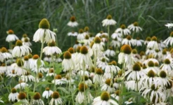 Echinacea Purpurea 'White Swan' 5 Echinacea Purpurea 'White Swan' -Perennials Sales pl0000002725 card5 lg