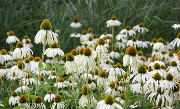 Echinacea Purpurea 'White Swan' 3 Echinacea Purpurea 'White Swan' - Image 3