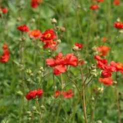 Geum 'Mrs J. Bradshaw' -Perennials Sales pl0000002874 card3 lg