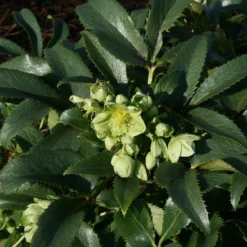 Helleborus Argutifolius