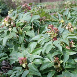 Perennials Sales -Perennials Sales pl0000002918 card2 lg