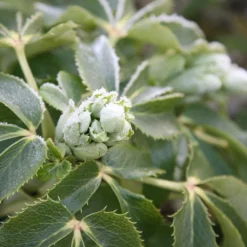 Helleborus × Sternii -Perennials Sales pl0000002918 card3 lg