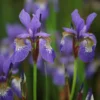 Iris 'Tropic Night'