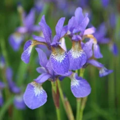 Iris 'Tropic Night' -Perennials Sales pl0000003109 card3 lg