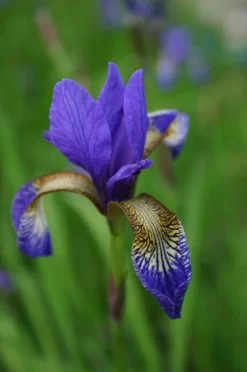 Iris 'Tropic Night' -Perennials Sales pl0000003109 card4 lg