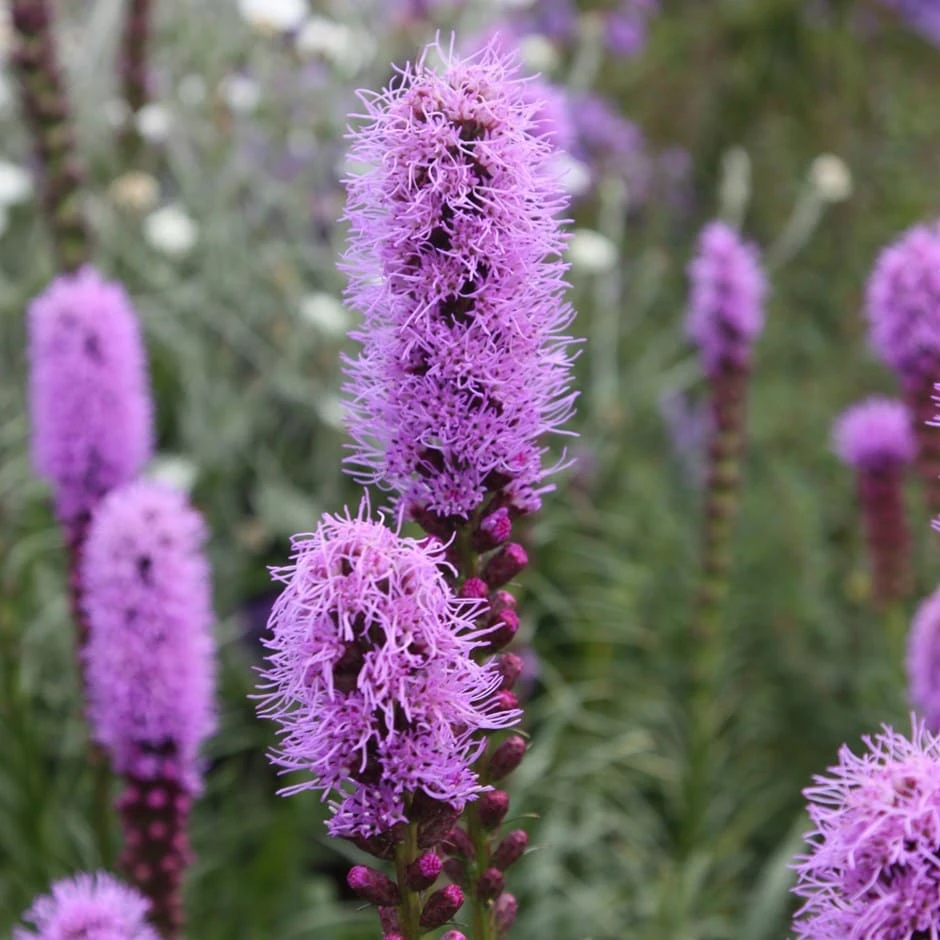 Liatris Spicata 'Kobold' 1 Liatris Spicata 'Kobold'