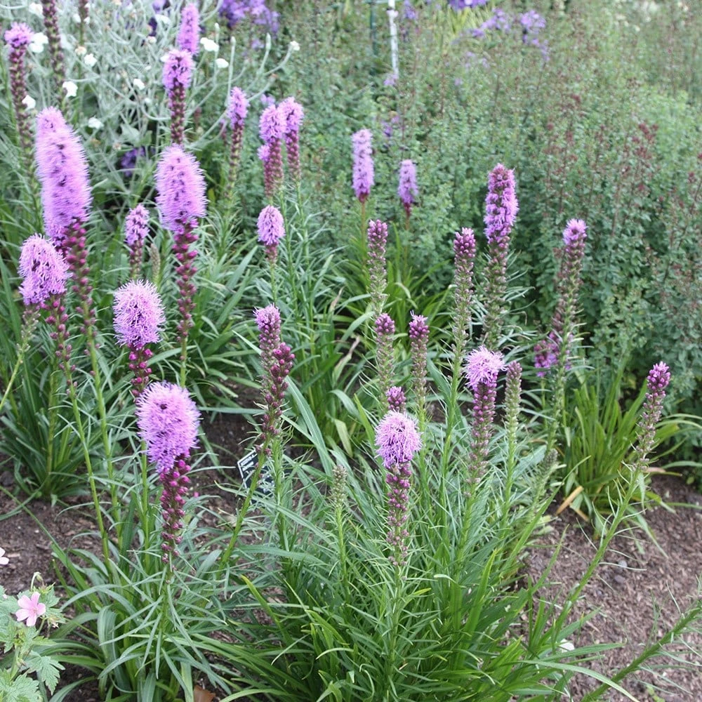 Liatris Spicata 'Kobold' 2 Liatris Spicata 'Kobold' - Image 2