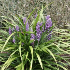 Liriope Muscari -Perennials Sales pl0000003173 card3 lg