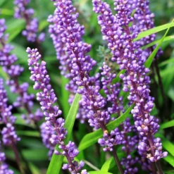 Liriope Muscari -Perennials Sales pl0000003173 card5 lg