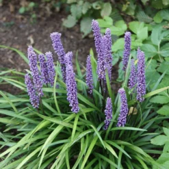 Liriope Muscari -Perennials Sales pl0000003173 card6 lg