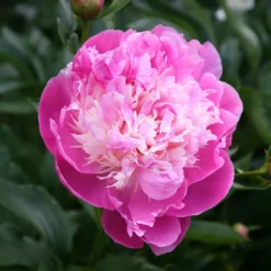 Paeonia Lactiflora 'Bowl Of Beauty' -Perennials Sales pl0000003290 card3 lg