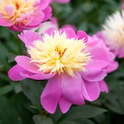 Paeonia Lactiflora 'Bowl Of Beauty' -Perennials Sales pl0000003290 card4 lg