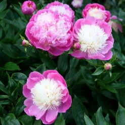 Paeonia Lactiflora 'Bowl Of Beauty' -Perennials Sales pl0000003290 card5 lg