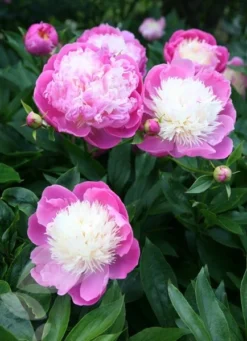 Paeonia Lactiflora 'Bowl Of Beauty' -Perennials Sales pl0000003290 card6 lg