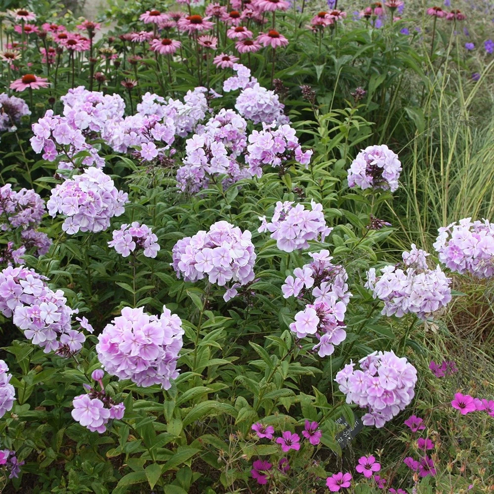 Phlox Paniculata 'Franz Schubert' 2 Phlox Paniculata 'Franz Schubert' - Image 2