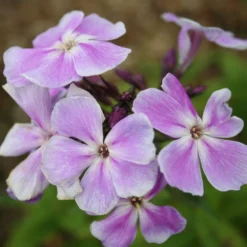 Phlox Paniculata 'Franz Schubert' 7 Phlox Paniculata 'Franz Schubert' -Perennials Sales pl0000003413 card4 lg