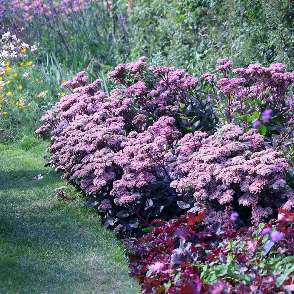 Hylotelephium 'Matrona' 2 Hylotelephium 'Matrona' - Image 2