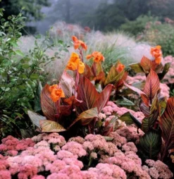 Hylotelephium 'Matrona' 6 Hylotelephium 'Matrona' -Perennials Sales pl0000003599 card3 lg