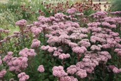 Hylotelephium 'Matrona' 7 Hylotelephium 'Matrona' -Perennials Sales pl0000003599 card4 lg