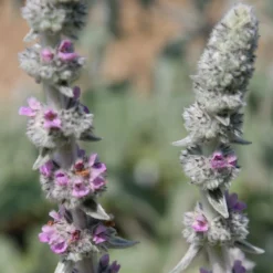 Stachys Byzantina 'Big Ears' 6 Stachys Byzantina 'Big Ears' -Perennials Sales pl0000003619 card3 lg