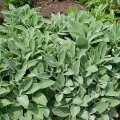 Stachys Byzantina 'Big Ears' 7 Stachys Byzantina 'Big Ears' -Perennials Sales pl0000003619 card4 lg