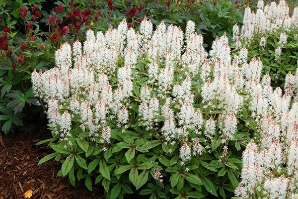 Tiarella 'Spring Symphony' (PBR) 2 Tiarella 'Spring Symphony' (PBR) - Image 2