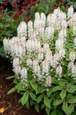 Tiarella 'Spring Symphony' (PBR) 7 Tiarella 'Spring Symphony' (PBR) -Perennials Sales pl0000003654 card4 lg