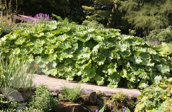 Darmera Peltata 2 Darmera Peltata - Image 2