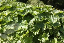 Darmera Peltata 6 Darmera Peltata -Perennials Sales pl0000078140 card3 lg