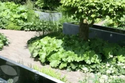 Darmera Peltata 7 Darmera Peltata -Perennials Sales pl0000078140 card4 lg