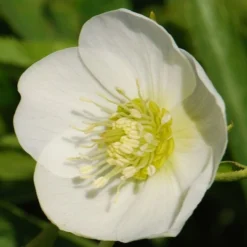 Helleborus × Hybridus Harvington White -Perennials Sales pl0000078249 card3 lg