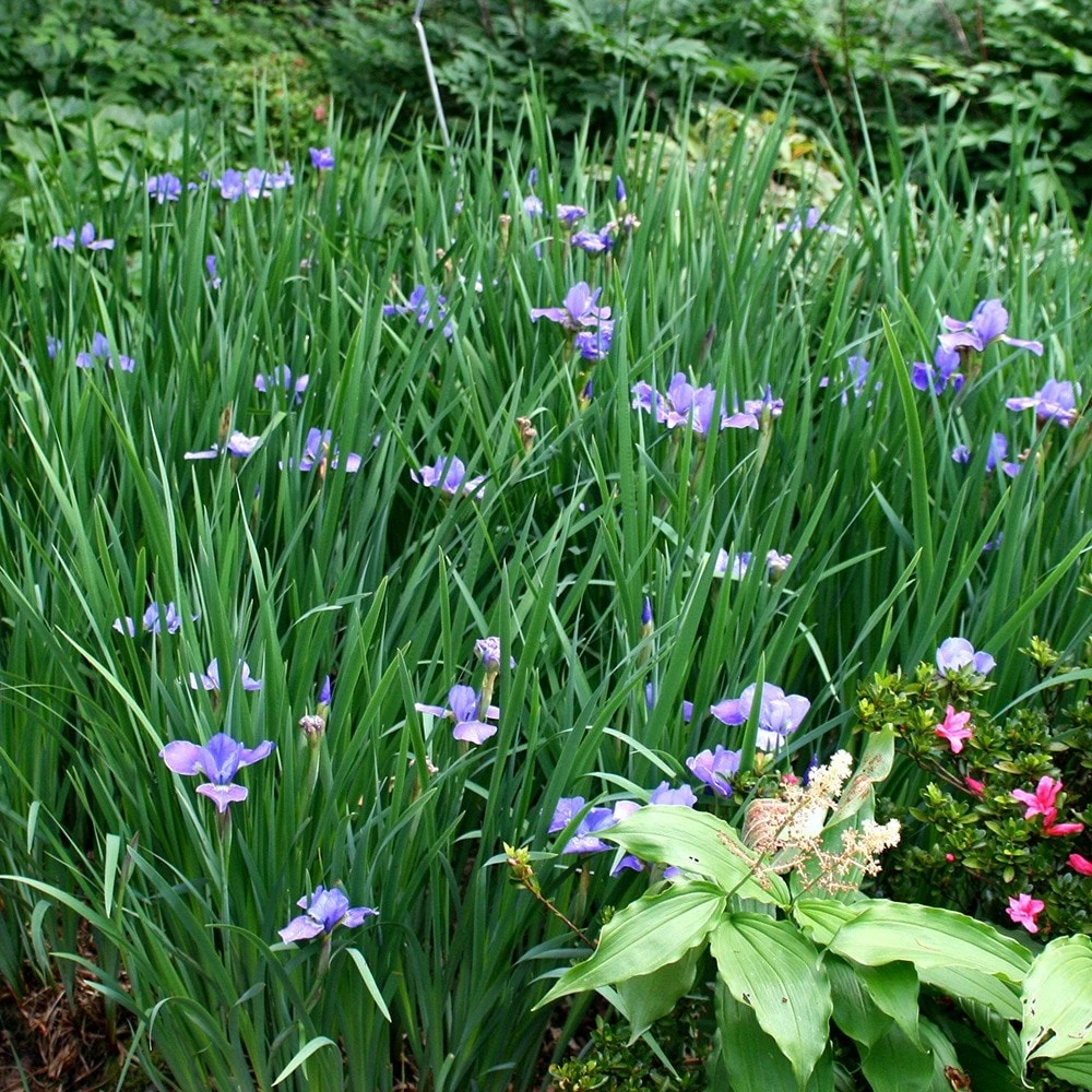 Iris 'Silver Edge' 2 Iris 'Silver Edge' - Image 2