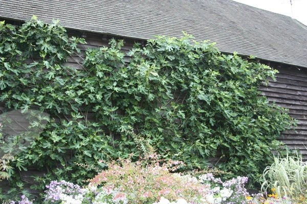 Fig 'Brown Turkey' 2 Fig 'Brown Turkey' - Image 2