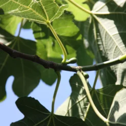 Fig 'Brown Turkey' 6 Fig 'Brown Turkey' -Perennials Sales pl1000000029 card4 lg scaled