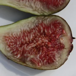 Fig 'Brown Turkey' 7 Fig 'Brown Turkey' -Perennials Sales pl1000000029 card5 lg scaled