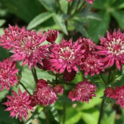 Astrantia Major 'Ruby Wedding'