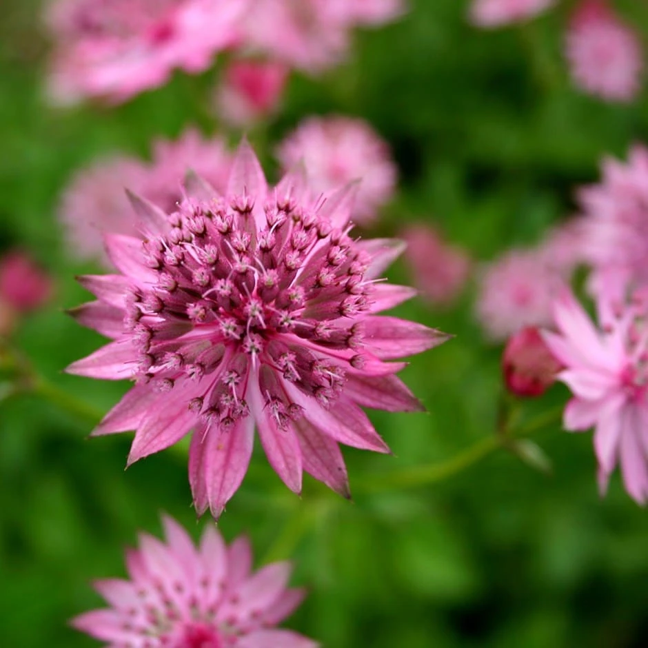 Astrantia 'Roma' (PBR) 1 Astrantia 'Roma' (PBR)
