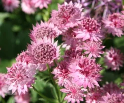 Astrantia 'Roma' (PBR) 9 Astrantia 'Roma' (PBR) -Perennials Sales pl2000003711 card4 lg