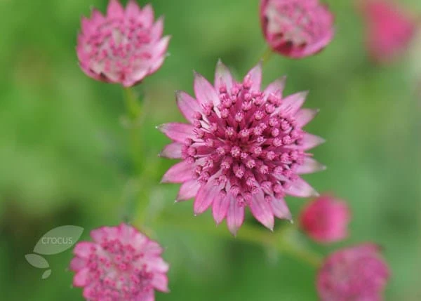 Astrantia 'Roma' (PBR) 6 Astrantia 'Roma' (PBR) - Image 6
